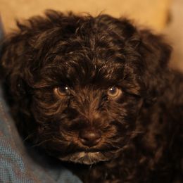 Miniature Schnauzers and Schnoodles from Central AR Schnoodles
