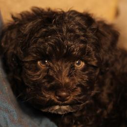 Miniature Schnauzers and Schnoodles from Central AR Schnoodles