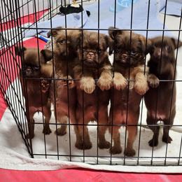 Brussels Griffon Puppies from Rose Urlacher