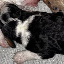 Cavapoo Puppies from Duryea Cavapoos