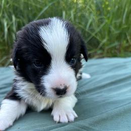 Cypress (Black Collar) - Black and white male Cardigan Welsh Corgi puppy in Clio, Michigan from Old Oak Cardigans
