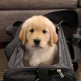 Golden Retrievers from Alan's Golden Retrievers