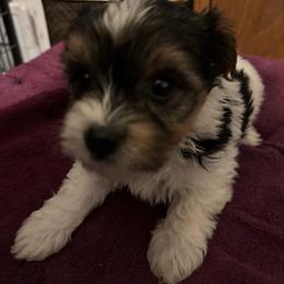 Meet Cooper 1400.00 - Parti male Yorkshire Terrier puppy in Brandenburg, Kentucky from Lil Amazing Paws Yorkshire Terriers