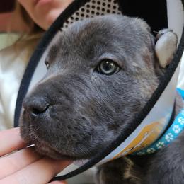 Blue Collar Male - Gray brindle male Cane Corso puppy in Lewistown, Montana from Corsi Amore Kennels
