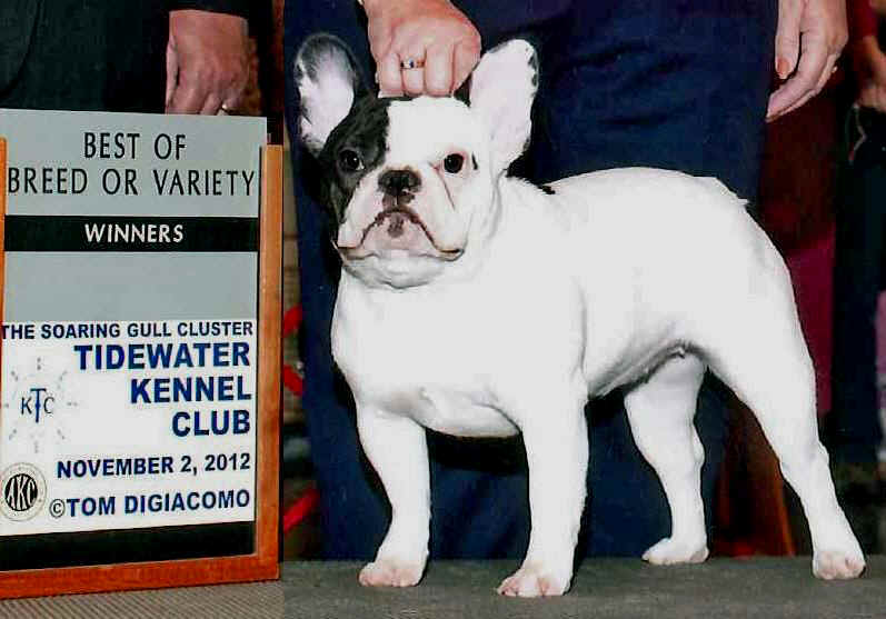 French Bulldogs from JaPaCa’s