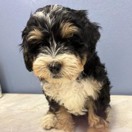 Boy 1 - male Bernedoodle puppy in Waco, Texas from Doodles of Your Dreams (formerly Texana Doodles)