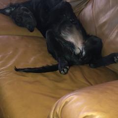 Flat-Coated Retriever Puppies from Beacon's Flat-Coated Retrievers