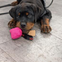 Hughie - Black and mahogany male Rottweiler puppy in Oroville, California from Von Brennan kennels