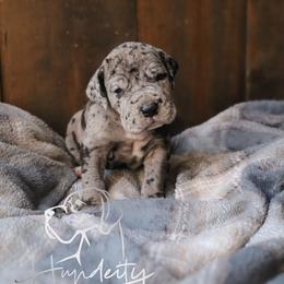 Great Dane Puppies from Hundeity Great Danes