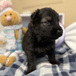 Light Blue - Sable male German Shepherd puppy in Columbus, Georgia from Blue Phoenix Shepherds