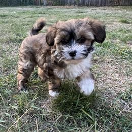 Coco - Sable female Chinese Crested puppy in Springfield, Oregon from Rose’s Chinese Cresteds
