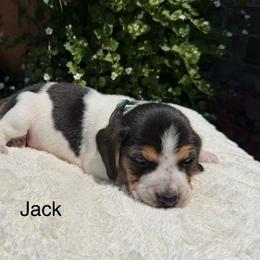 Jack - Black tan and bluetick male Beagle puppy in Mansfield, Missouri from Rippee Creek Kennel