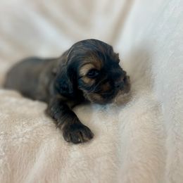 Cocker Spaniel Puppies from Jennifer Dees