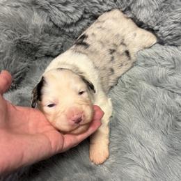 Australian Shepherd Puppies from Bullet & Whiskey’s Pups