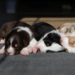 Australian Shepherd Puppies from Echolight Australian Shepherds