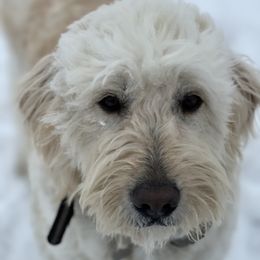 Margo - Goldendoodle