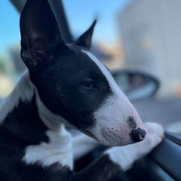 Bull Terrier Puppies from Elite Bull terriers