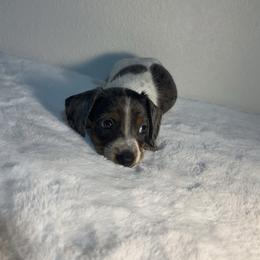 Dachshund Puppies from K9 Royal Club