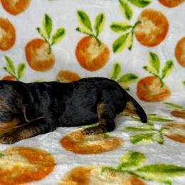 No collar - Black and tan male Airedale Terrier puppy in Branch, Michigan from Aim High Airedales & German Shorthaired Pointers