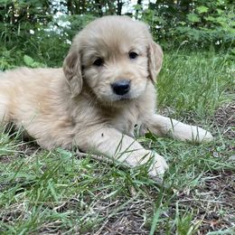 Golden Retriever Puppies from Anna's Golden Retrievers