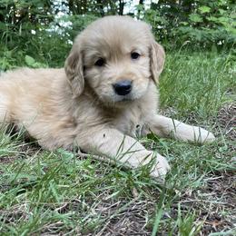 Golden Retriever Puppies from Anna's Golden Retrievers