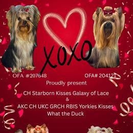 Yorkshire Terrier puppies from Yorkies Kisses
