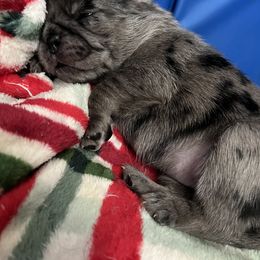 Pug Puppies from Love Pugs