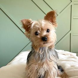 Teddy - Yorkshire Terrier