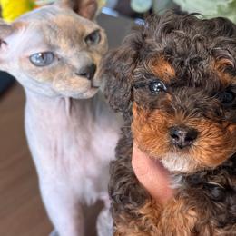 Marky - Merle male Cavapoo puppy in Yuciapa, California from AlltheDoodlez_