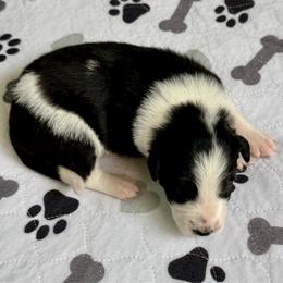 Magpie - Black and white female Border Collie puppy in Rickman, Tennessee from Roaring River Border Collies