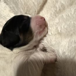 Lucky - Black white and tan English Springer Spaniel puppy in Westfield, Wisconsin from Heeling Springs at Sandy Ridge