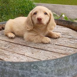 Power - Cream male Dachshund puppy in Dayton, Ohio from LUXEYPUPS