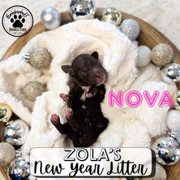 Nova - Chocolate female Goldendoodle puppy in Anderson, South Carolina from Brinkerhoff Doodle Farm