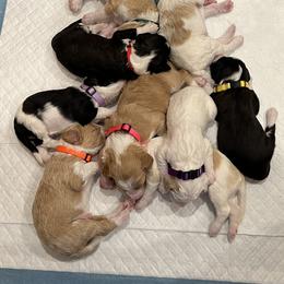 Sheepadoodle Puppies from BelovedSheepadoodles