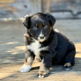 Lori - Black tri-color female Australian Shepherd puppy in Statesville, North Carolina from Charming Australian Shepherds