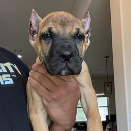1 - Fawn male Perro de Presa Canario puppy in Houston, Texas from Space City Presas
