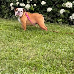 Holly Belle - Red and white female Bulldog puppy in Hopkins, Missouri from Mowry Creek Mini Aussiedoodles and More