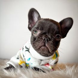 Charlie - Liver male French Bulldog puppy in Porter, Texas from Whatabulldog