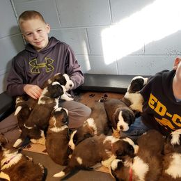 Saint Bernard Puppies from Atkinson Saint Bernards