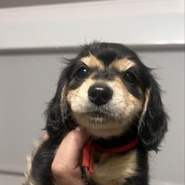 Oreo   AKC   PRA CLEAR - Black and cream female Dachshund puppy in Miami, Florida from Maitime Dachshund