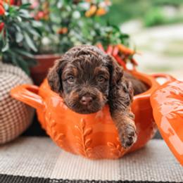Brooks - Brown and white male Aussiedoodle puppy in Tryon, North Carolina from Melrose Mountain Farm