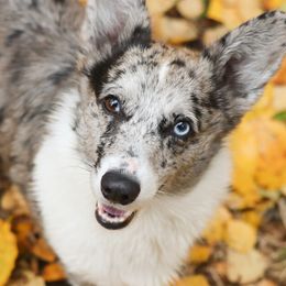 Pebbles - American Corgi