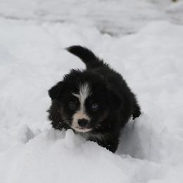 Black male - Black tri male Miniature American Shepherd puppy in Tiskilwa, Illinois from First Harmony Farms