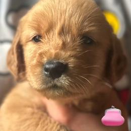 Pink, purse - Golden female Golden Retriever puppy in Fisher, Illinois from Fidei Family Farms