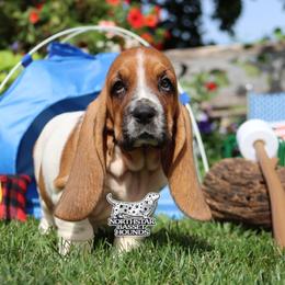 Coast - Mahogany and white female Basset Hound puppy in Pollock, Missouri from Northstar