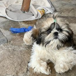 Shih Tzu Puppies from Willow Lane Shih Tzus
