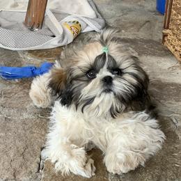Shih Tzu Puppies from Willow Lane Shih Tzus