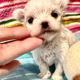 Bella Dolce 4 - White female Maltese puppy in Phoenix, Arizona from Bella Dolce Maltese