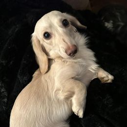 Dachshunds from Halen’s Dachshunds