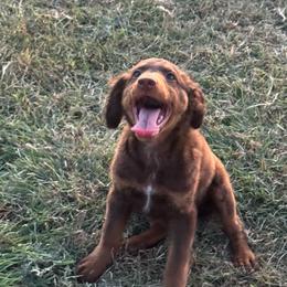 Oak - Red phantom male Aussiedoodle puppy in Austin, Texas from Doodles of Central Texas
